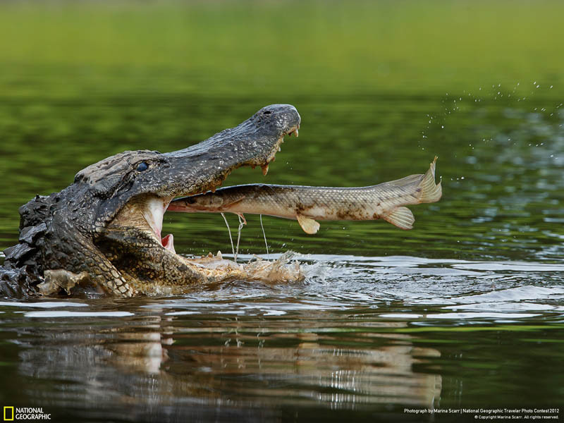 alligator-about-to-eat-a-fish-in-perfect-timing.jpg