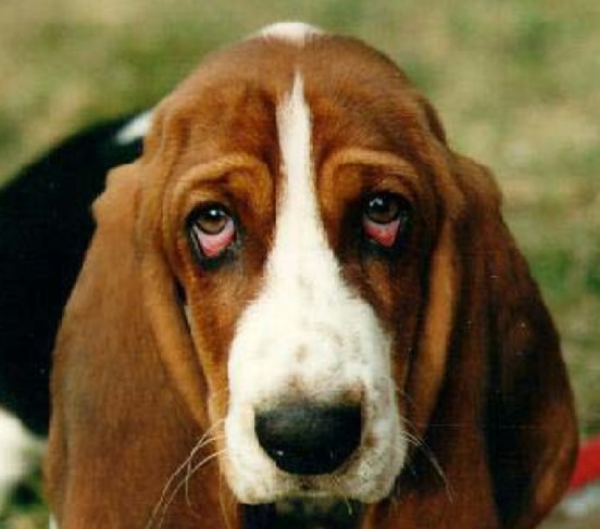 basset-hound-eye-infection.jpg