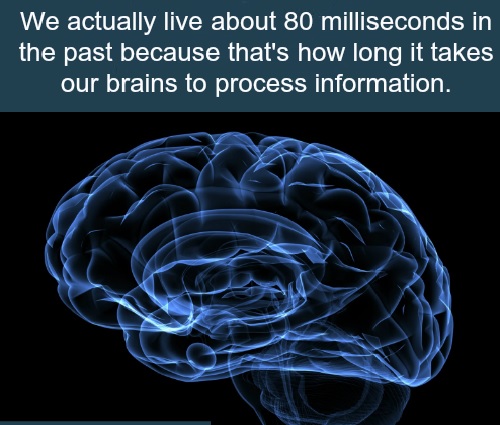 Brain.jpg