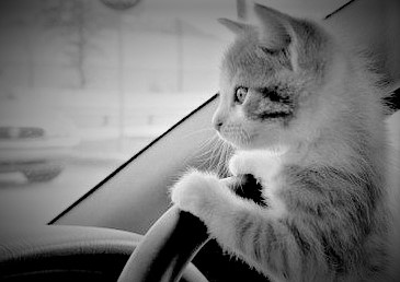 cat-driving2.jpg