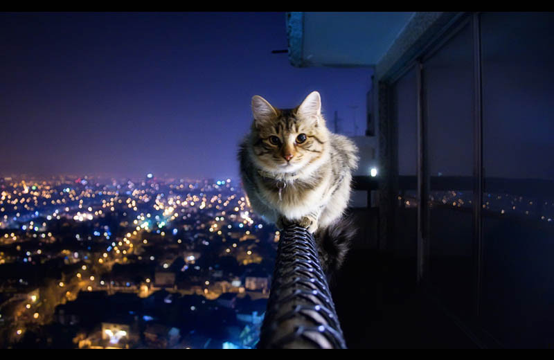 cat-siting-on-ledge-of-balcony.jpg