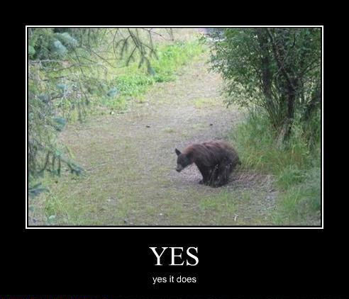 does a bear **** in the woods.jpg