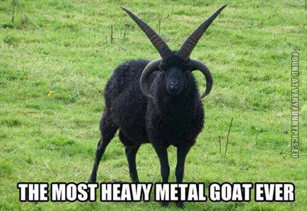 funny-pics-the-most-heavy-metal-goat-ever.jpg