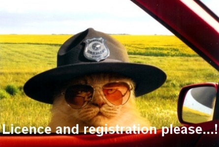 funny-police-cat-picture-445x299.jpg