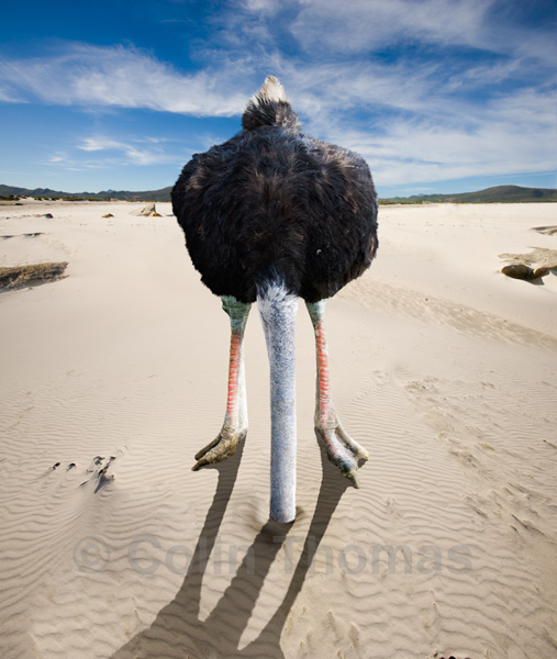 Ostrich+Head+in+sand1382623717.jpg