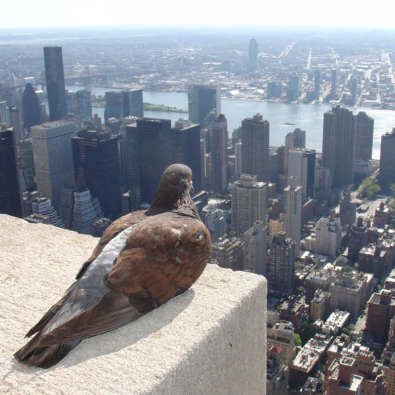 pigeon-overlooking-new-york-city.jpg