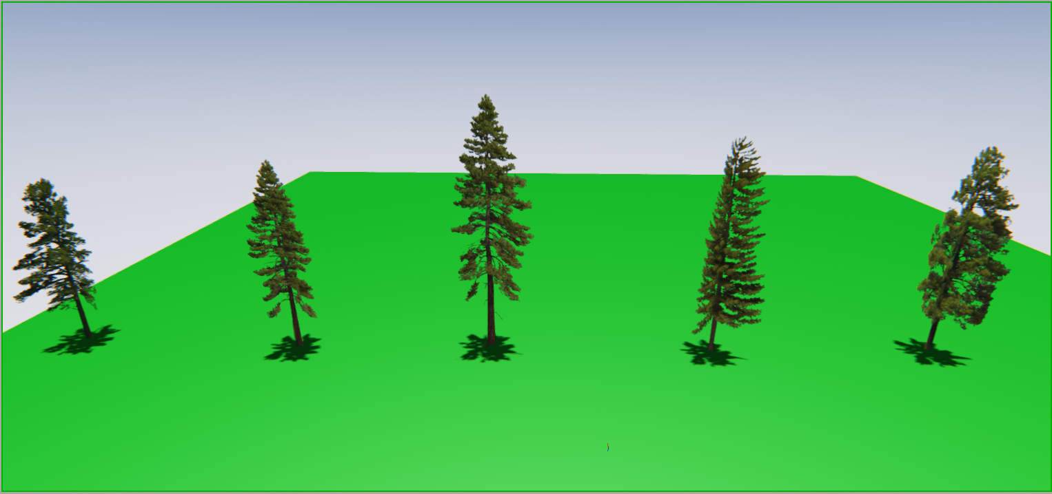 pine_tree_top_shadows.jpg