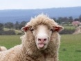 Sheep poking tongue out.jpg
