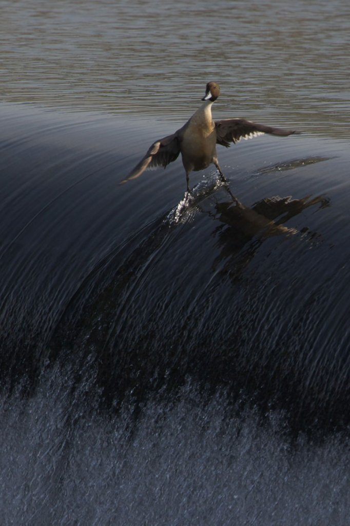 surfing-duck.jpg