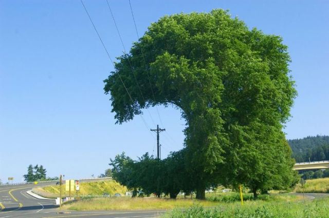 tree-grows-around-power-line-om-nom-nom.jpg
