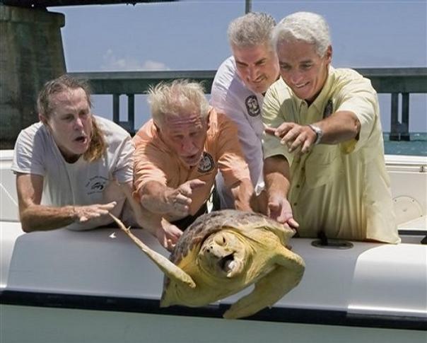 turtle-jumping-into-water-escaping-four-old-guys.jpg