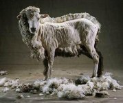 half-shaven-sheep.jpg