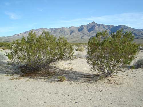 00228-two-creosote-bushes.jpg
