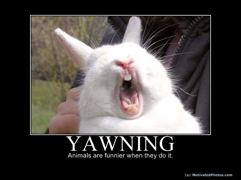 Animals-Are-Funnier-When-They-Do-It-Funny-Yawning.jpg